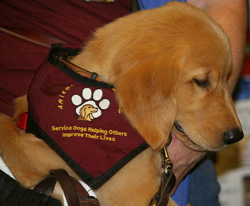 Service Dogs For Autism